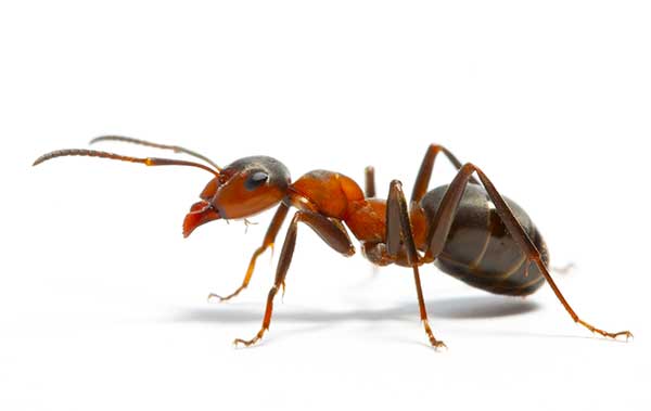 Hero Ant